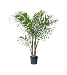 Palm Plant